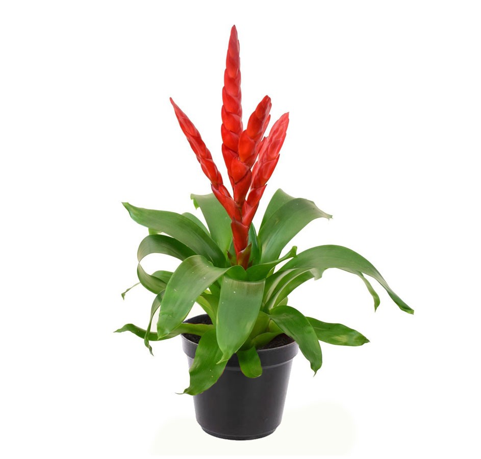 ورزیا شمشیر سرخ